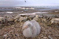 Southern giant petrel bird, Antarctic Peninsula Fine Art Print