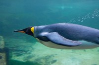 South Africa, Cape Town, Aquarium King penguin Fine Art Print