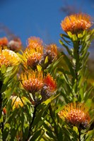 South Africa, Cape Town, Orange pincushion flowers Fine Art Print