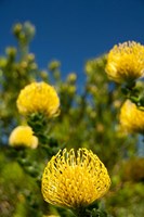 South Africa, Cape Town, Yellow pincushion flowers Fine Art Print