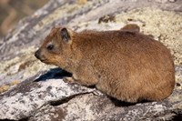 South Africa, Cape Town, Rock Hyrax wildlife Fine Art Print