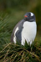South Georgia Island, Gentoo penguins, tussocks Fine Art Print