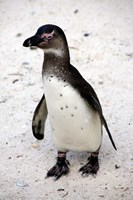 African Penguin Fine Art Print