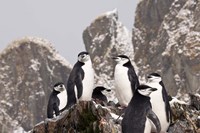 South Georgia Island, Cooper Bay, Chinstrap penguins Fine Art Print