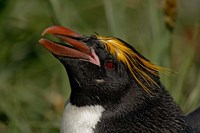 South Georgia Island, Cooper Bay, Macaroni penguin Fine Art Print
