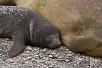 South Georgia Island, Salisbury Plain, Elephant seals Fine Art Print