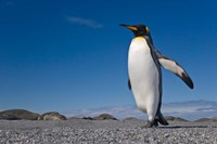 Strutting King penguin Fine Art Print