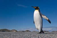 Strutting King penguin by Jaynes Gallery - various sizes