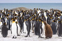 Colony of King penguins Fine Art Print