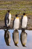 King penguin reflections Fine Art Print