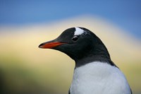 South Georgia Island, Stromess Bay, Gentoo penguin Fine Art Print