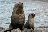 South Georgia Island. Mother fur seal and pup Fine Art Print