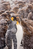 South Georgia, Salisbury Plain, King penguin Fine Art Print