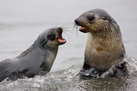South Georgia, St. Andrews Bay, Antarctic Fur Seals Fine Art Print