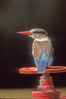 South Kruger NP, Brown-hooded kingfisher Fine Art Print