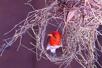 South Kruger NP. Redheaded weaver bird, nest Fine Art Print
