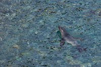 Southern Fur Seal Swimming in Clear Water, South Georgia Island, Antarctica Fine Art Print