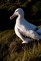 South Georgia, Prion, Wandering albatross bird Fine Art Print