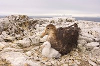 Southern giant petrel nest, Antarctic Peninsula Fine Art Print