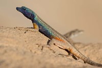 South Africa, Augrabies Falls NP, Flat lizard, Canyon Fine Art Print