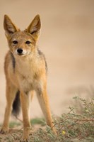 South Africa, Kalahari, Black Backed Jackal wildlife Fine Art Print