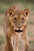 South Africa, Kgalagadi, Kalahari Desert, Lion Fine Art Print