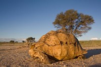 South Africa, Leopard Tortoise, Kalahari Desert Fine Art Print