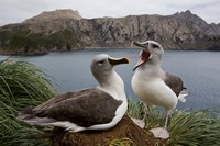 South Georgia Island, Gray-headed Albatross courtship Fine Art Print