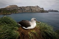 South Georgia Island, Grayheaded Albatross Fine Art Print