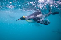 King Penguin Underwater Fine Art Print