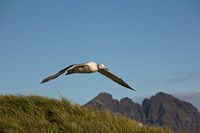 Flying Albatross Fine Art Print