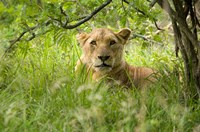 South African Lioness, Hluhulwe, South Africa Fine Art Print