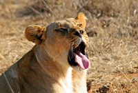 South Africa, Madikwe GR, Lion yawns in African sun Fine Art Print
