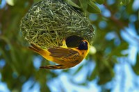 Southern Masked Weaver at nest, Etosha National Park, Namibia Fine Art Print