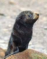 Close up of fur seal pup Fine Art Print