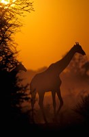 Southern Giraffe and Acacia Tree, Moremi Wildlife Reserve, Botswana Fine Art Print