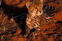 South Africa, Kalahari Desert. King Cheetah Fine Art Print