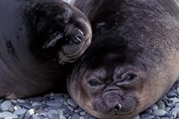 Southern Elephant Seal, South Georgia Island, Antarctica Fine Art Print