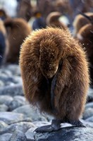 South Georgia Island. King Penguin youth Fine Art Print