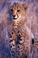 South Africa, Phinda Reserve. King Cheetah Fine Art Print