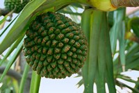 South Africa, Durban, Umhlanga Rocks, palm tree Fine Art Print