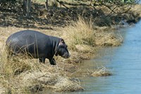 South Africa, KwaZulu Natal, Wetlands, hippo Fine Art Print