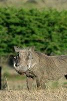 South Africa, KwaZulu Natal, Zulu Nyala GR, Warthog Fine Art Print