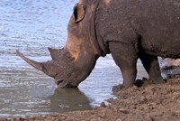 South Africa, KwaZulu Natal, Zulu Nyala, White Rhino Fine Art Print