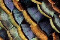 South American Ocellated Turkey Fine Art Print