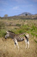 South Africa, Zulu Nyala Game Reserve, Zebra Fine Art Print