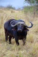 South Africa, Zulu Nyala GR, Cape Buffalo Fine Art Print