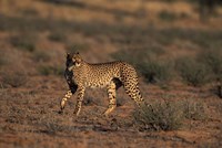South Africa, Kgalagadi Transfrontier Park, Cheetah Fine Art Print