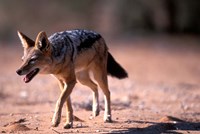 South Africa, Kgalagadi, Kalahari, Black Backed Jackal Fine Art Print