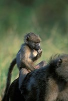 South Africa, Kruger NP, Chacma Baboon troop in grass Fine Art Print